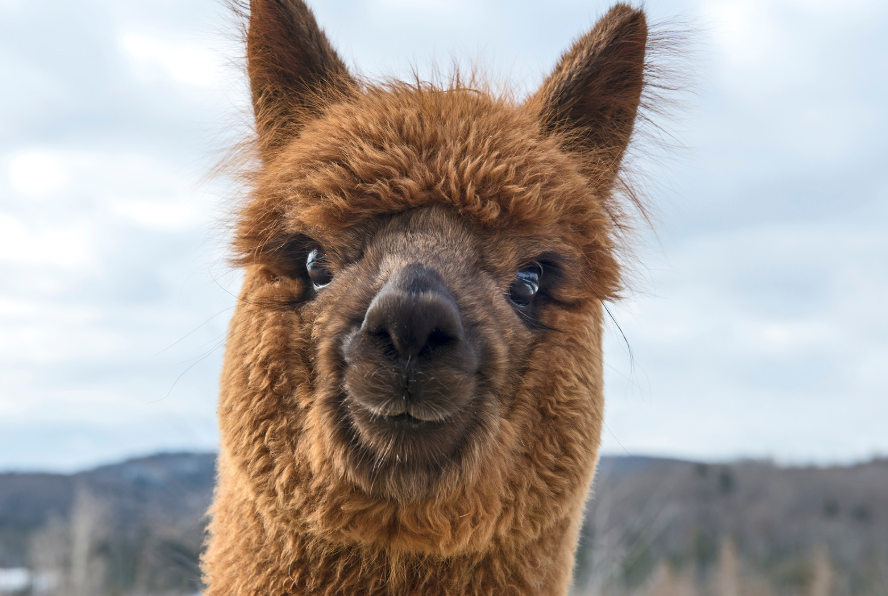 Schattige alpaca boerenbed alpaca weetjes