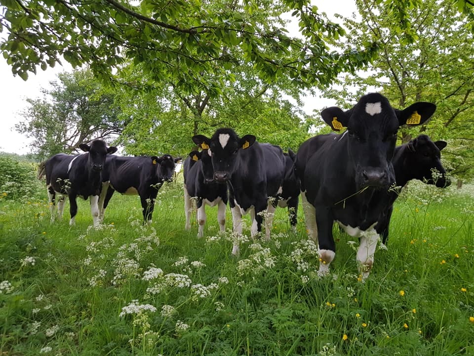 Biologische melk koeien boerenbed