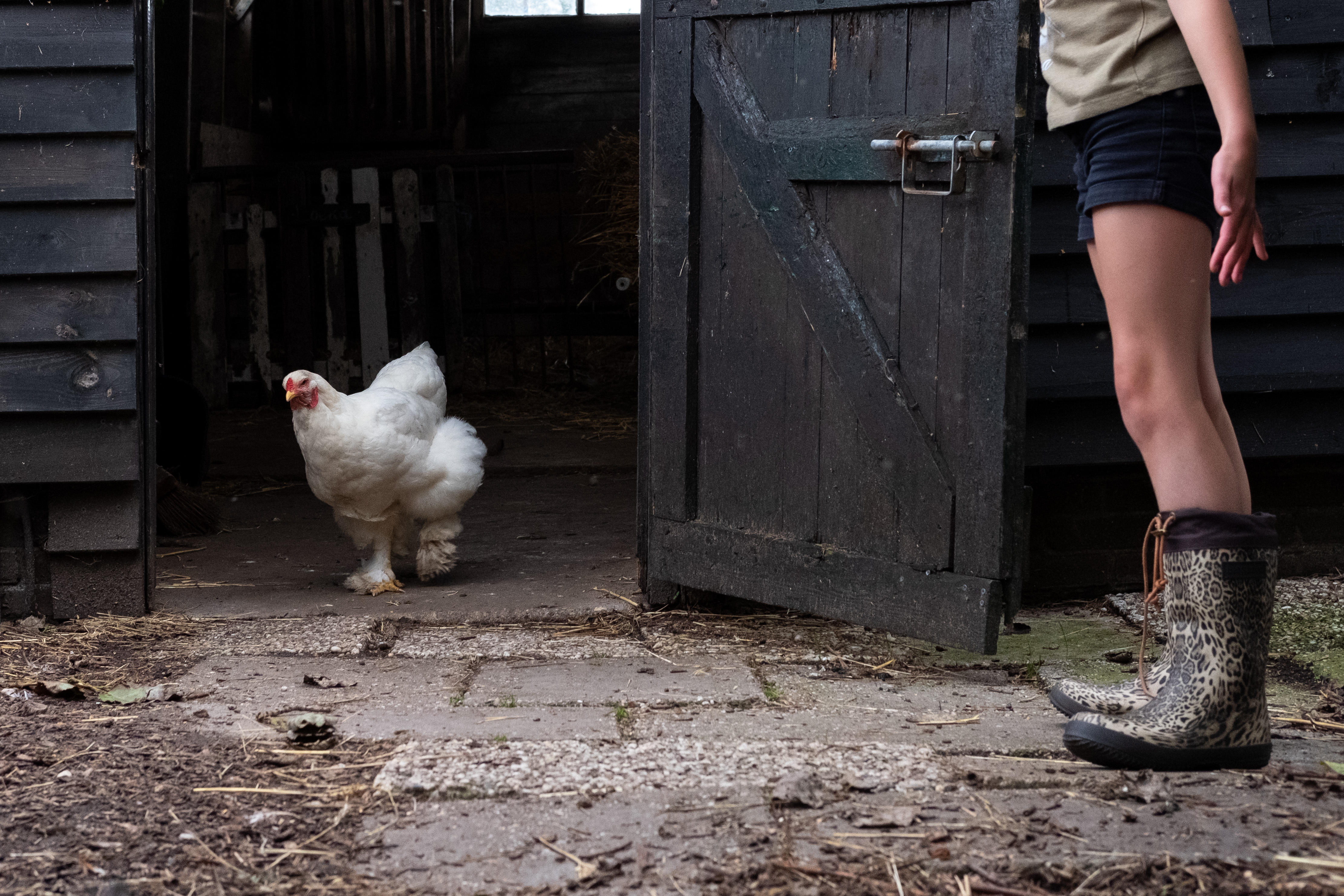 Regenlaarzen zijn onmisbaar op je inpaklijst naar de boerencamping