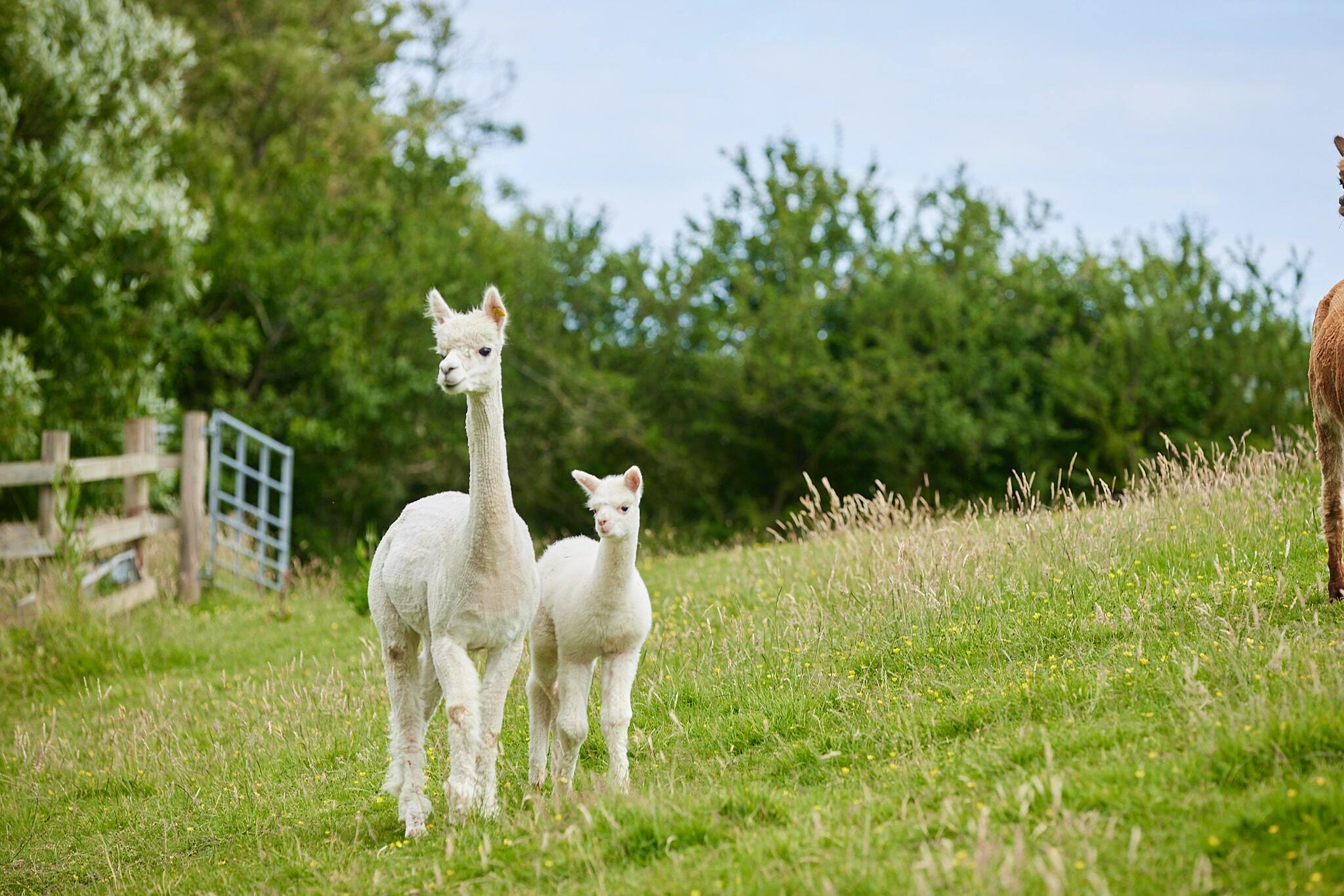 Alpaca's om mee te wandelen boerenbed