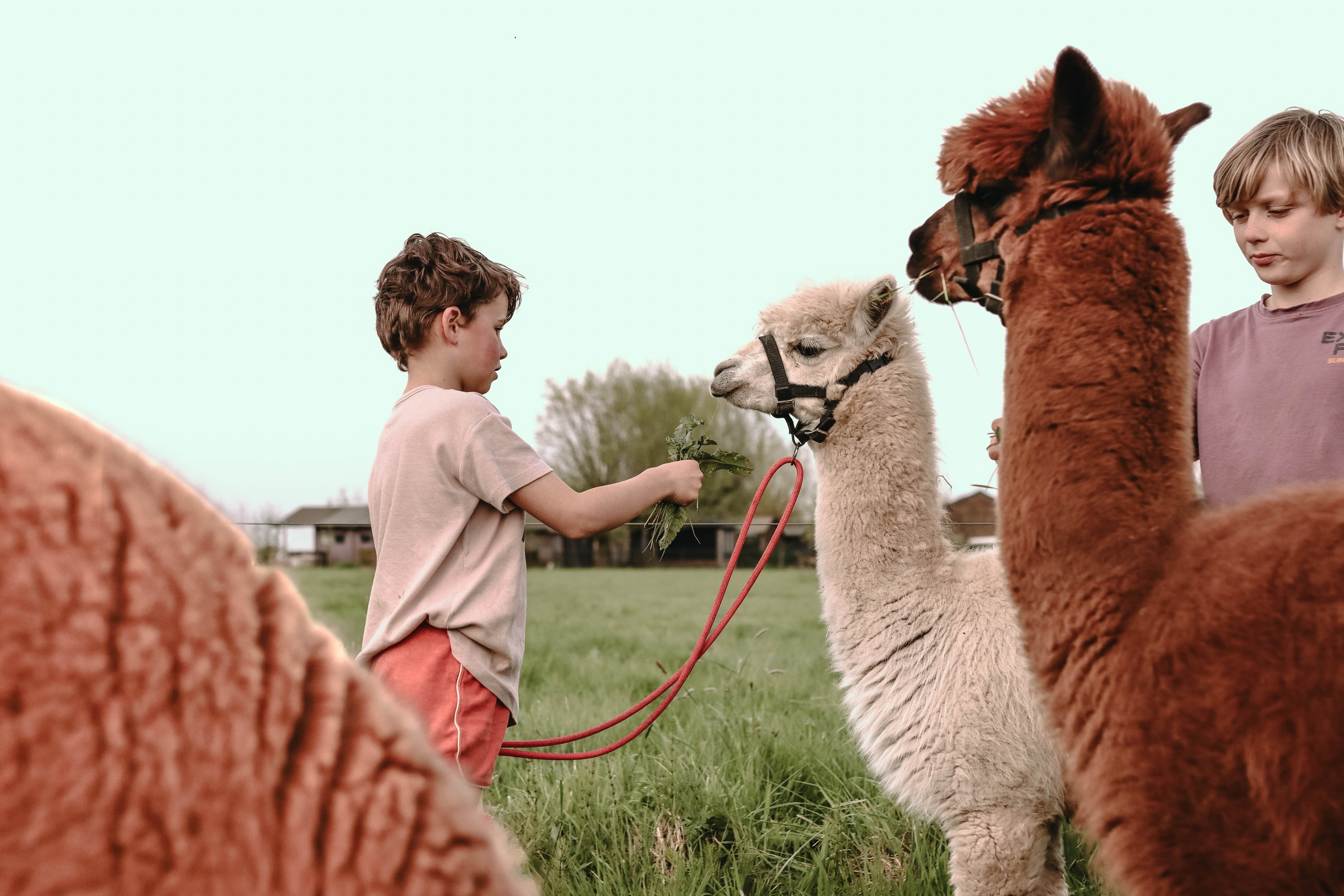 Alpaca's op de boerderij boerenbed