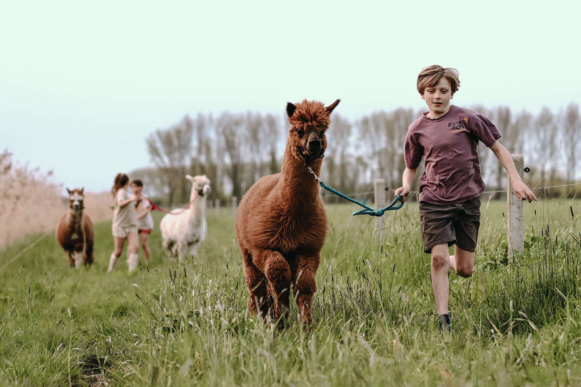 Boris, bruut en bob boerenbed alpaca's wandelen op de boerderij in dreumel