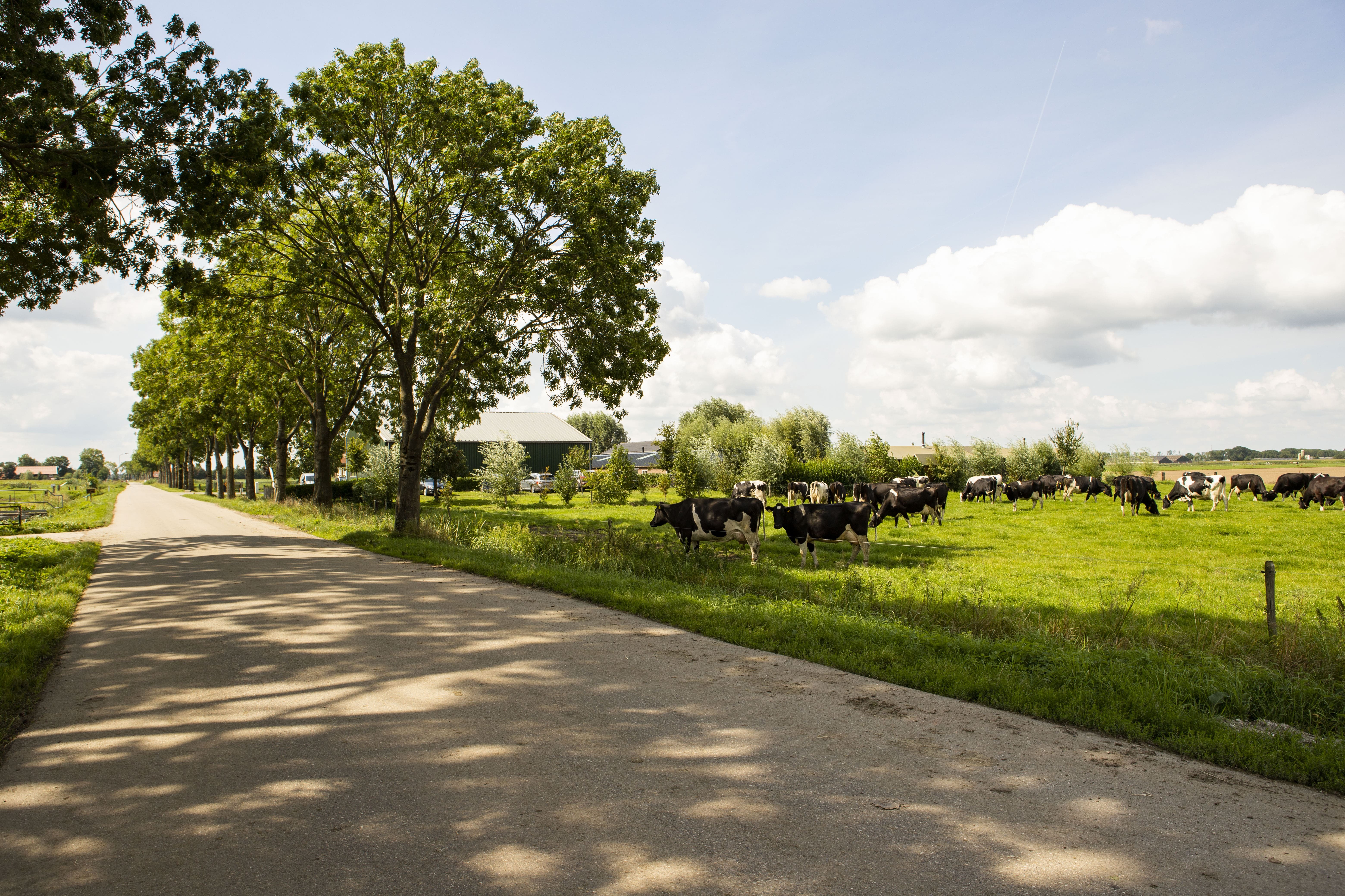 biologische koeien buiten