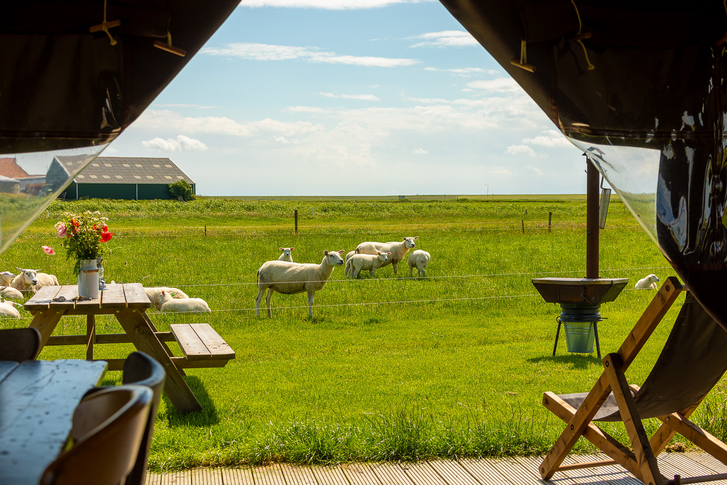 Lammetjes kijken van dichtbij in de lente