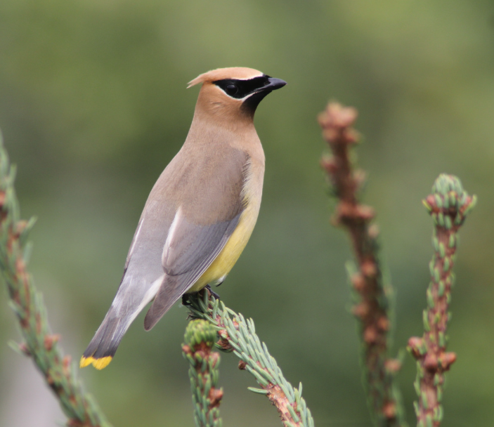 Pestvogel boerenbed