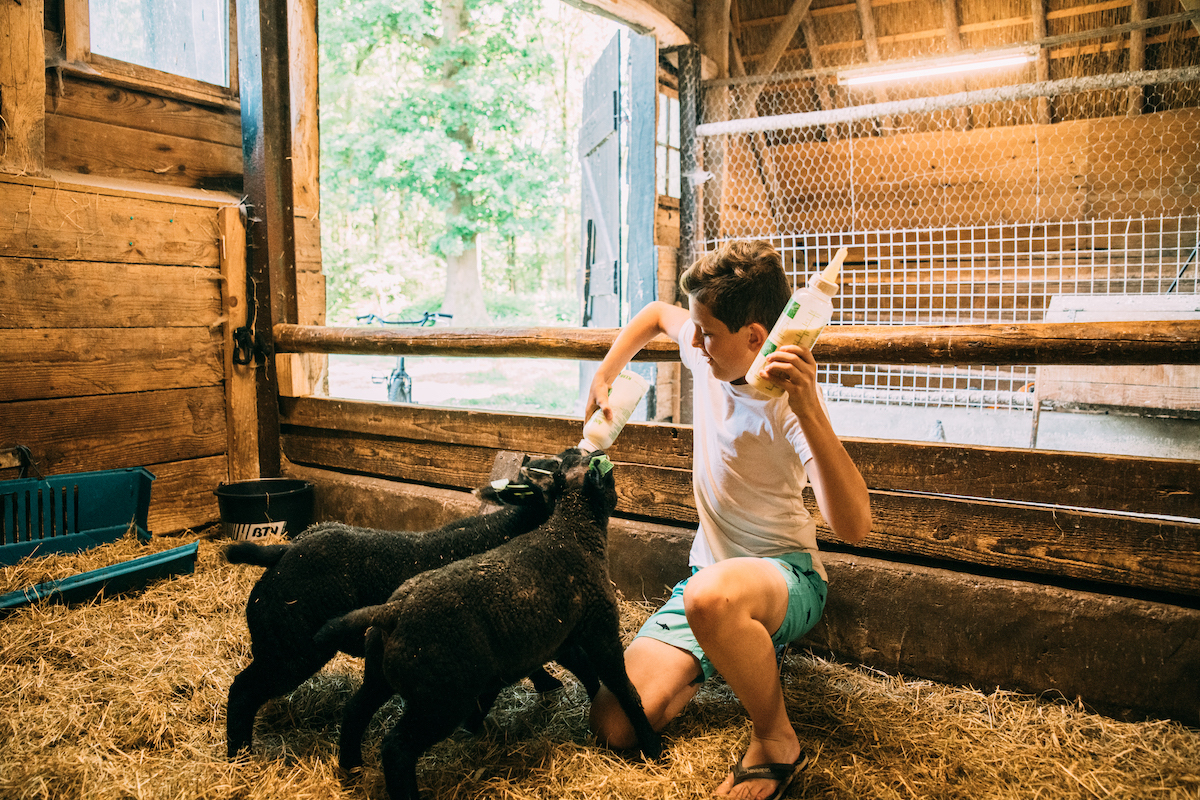 Lammetjes kijken en knuffelen op de boerderij