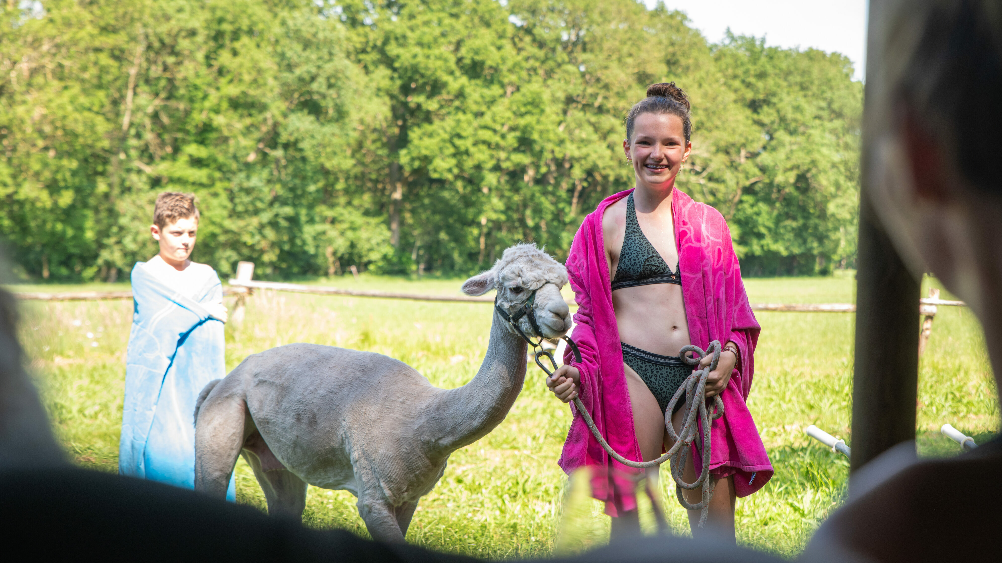 Met alpaca's wandelen boerenbed