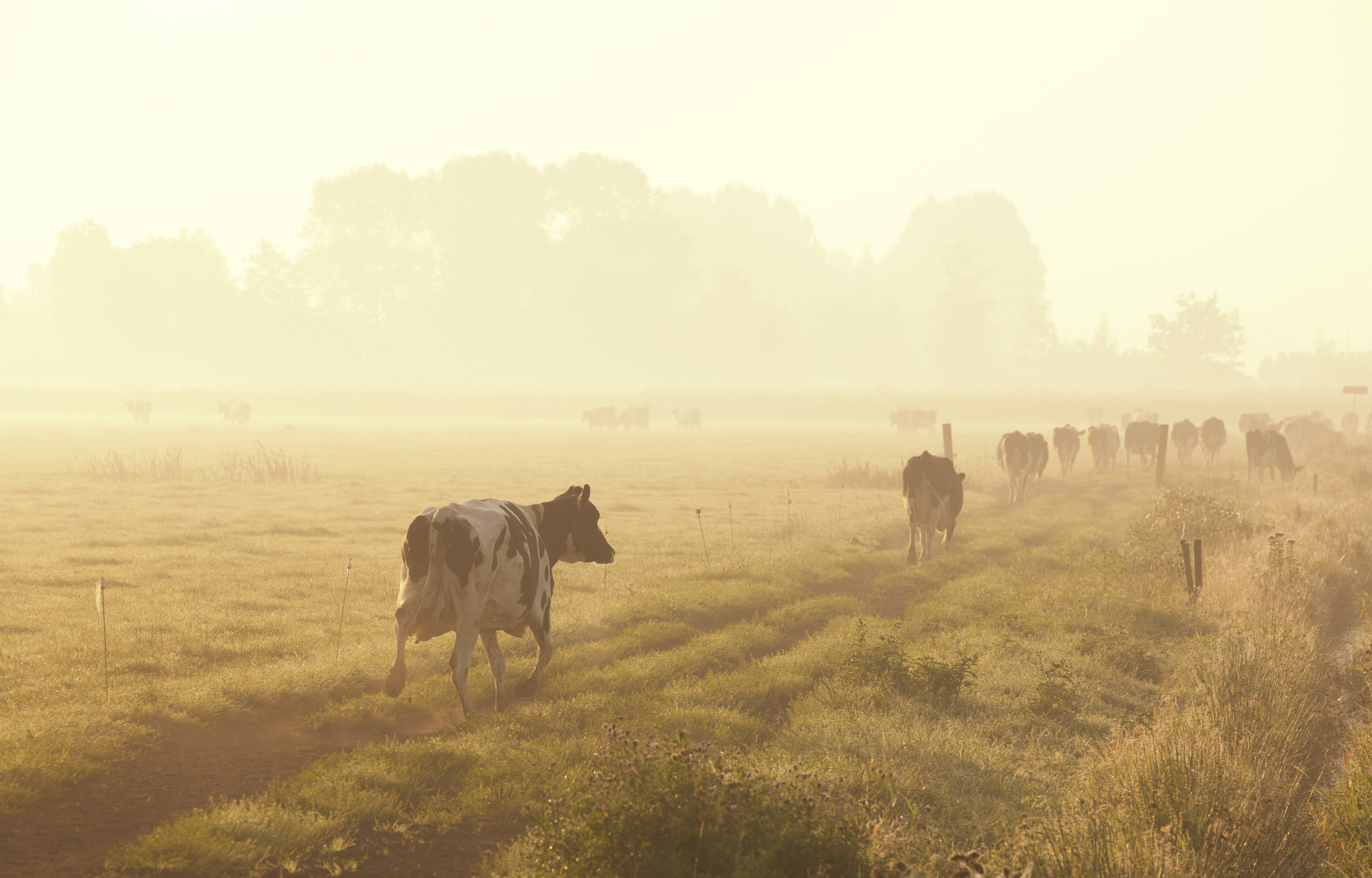 Koe weetjes Boerenbed