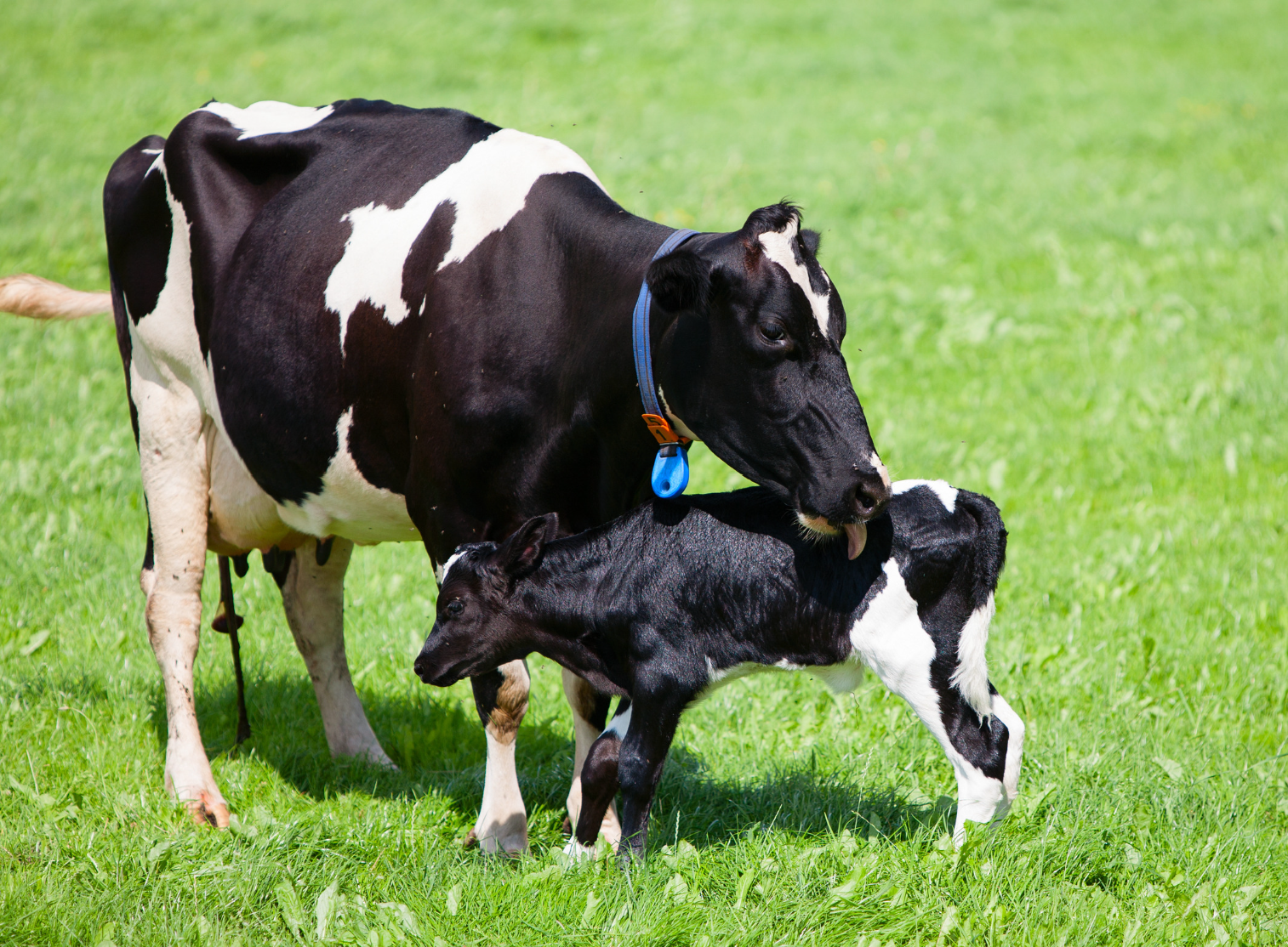 koe en kalf net geboren biologisch