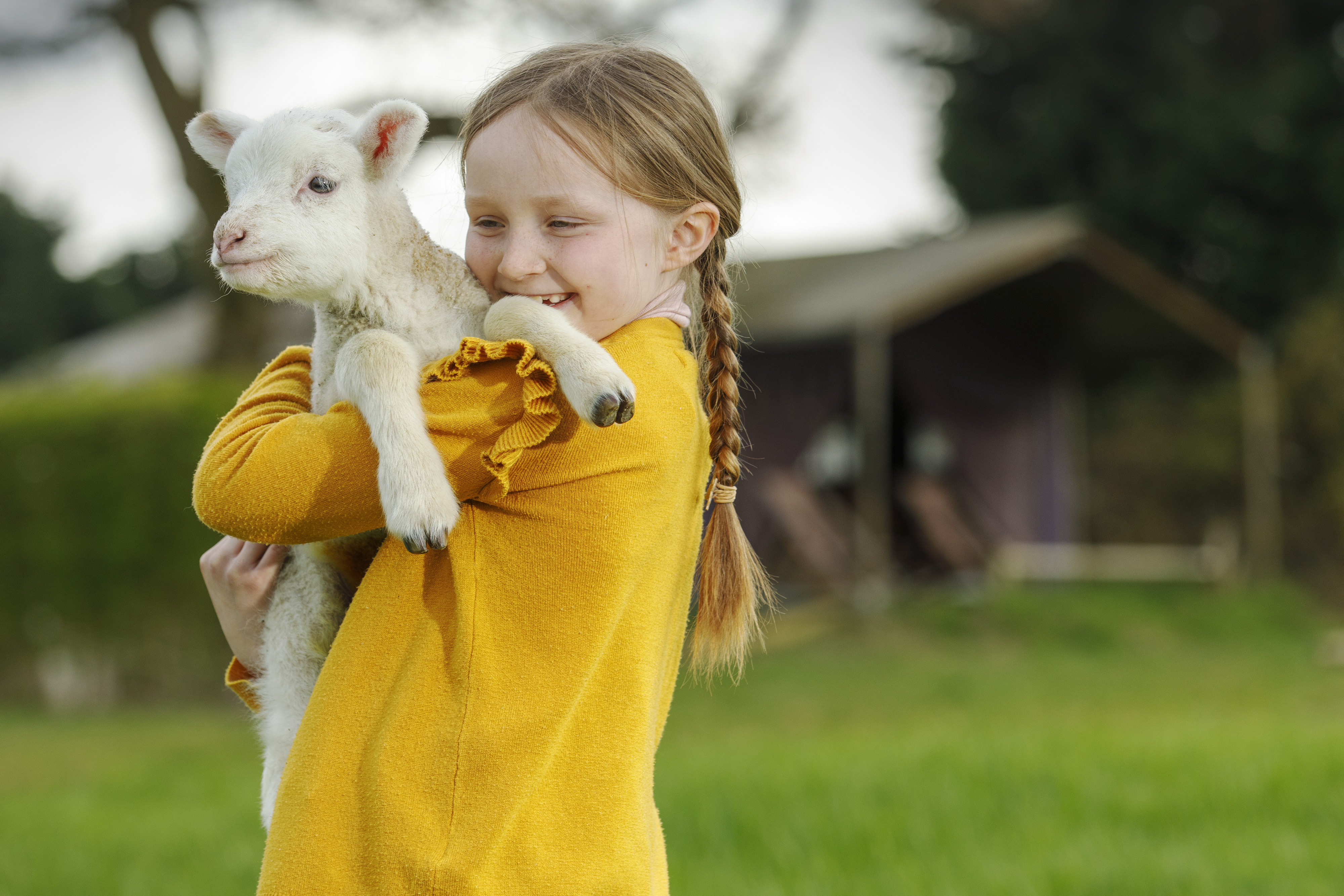 Lammetjes knuffelen