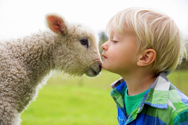 Kind en lammetje knuffelen BoerenBed